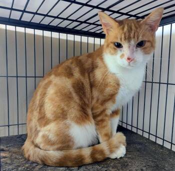 Domestic Short Hair Cats Available for Adoption - Trevor | PetCurious