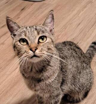 Rescue Tabby and Domestic Short Hair Cats for Adoption in Las Cruces, New Mexico - Bon Bon | PetCurious