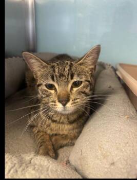Domestic Short Hair Cats Available for Adoption in Lafayette, Colorado - Bae | PetCurious