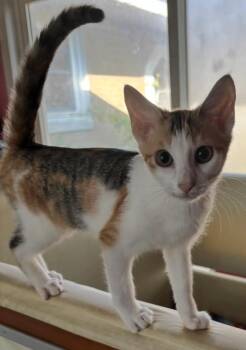 Rescue Domestic Short Hair Cats for Adoption in Nashville, Tennessee - Tampa | PetCurious