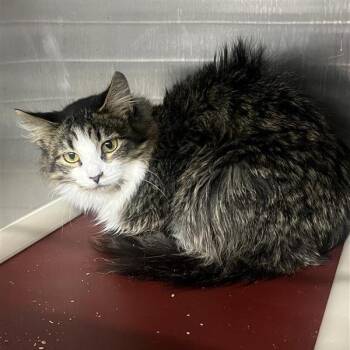 Clarkson -  Domestic Medium Hair Cat for Adoption in Salt Lake City, Utah - Clarkson | PetCurious
