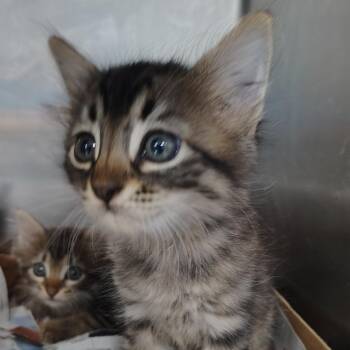 Domestic Medium Hair Cats Available for Adoption in Vieques, Vieques - Furby | PetCurious