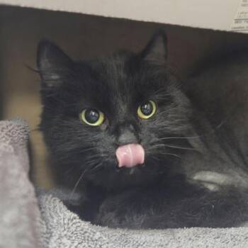 Lacey -  Domestic Medium Hair and Domestic Short Hair Cat for Adoption in Westland, Michigan - Lacey | PetCurious