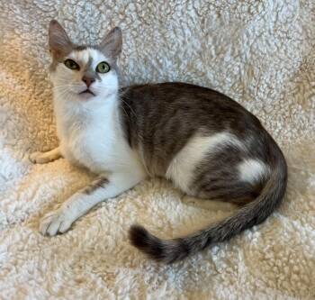Brie -  Domestic Short Hair Cat for Adoption in Fulton, New York - Brie | PetCurious