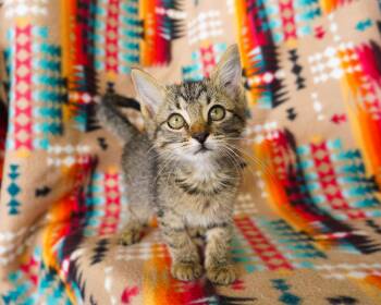 Goth -  Domestic Short Hair Cat for Adoption in San Antonio, Texas - Goth | PetCurious