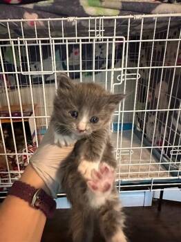 Ravioli -  Domestic Long Hair Cat for Adoption in Kennewick, Washington - Ravioli | PetCurious