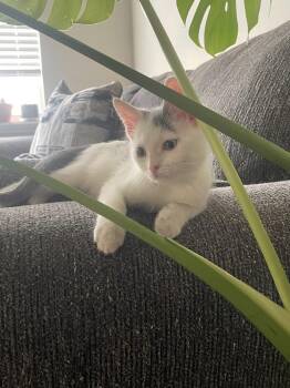 Obi Wan -  Domestic Short Hair Cat for Adoption in Brandon, Florida - Obi Wan | PetCurious