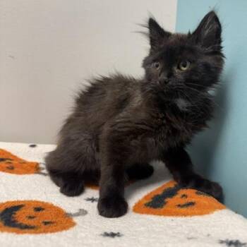 Toby Henderson -  Domestic Medium Hair and Domestic Short Hair Cat for Adoption in Janesville, Wisconsin - Toby Henderson | PetCurious