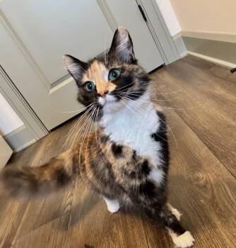 Domestic Medium Hair Cats Available for Adoption in Hartville, Ohio - Allison | PetCurious