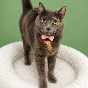 Luna Lovegood -  Domestic Short Hair Cat Available for Adoption in Binghamton, New York - Luna Lovegood | PetCurious