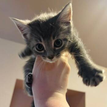 Micky Dolenz -  Domestic Short Hair Cat for Adoption in Woodbury, New Jersey - Micky Dolenz | PetCurious