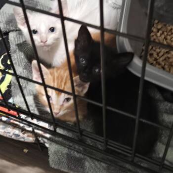 Salem and Jasper (Bound) -  Domestic Short Hair Cat for Adoption in Pottsboro, Texas - Salem And Jasper (Bound) | PetCurious