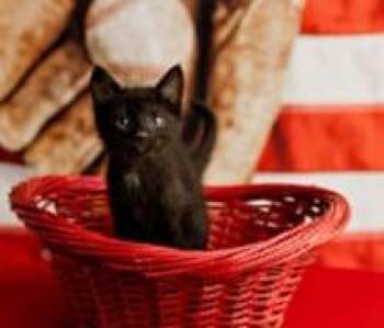 Ozzie -  Domestic Short Hair Cat for Adoption in Lexington, Kentucky - Ozzie | PetCurious