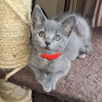 Scarlett -  Domestic Short Hair Cat Available for Adoption in Janesville, Wisconsin - Scarlett | PetCurious