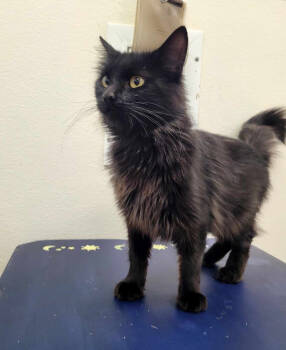 Rescue Domestic Medium Hair Cats for Adoption in Sunrise Beach, Missouri - Morticia | PetCurious