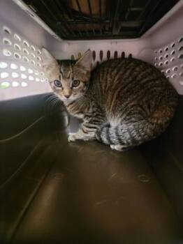 Jan Working Cat -  Domestic Short Hair Cat for Adoption in Fergus Falls, Minnesota - Jan Working Cat | PetCurious