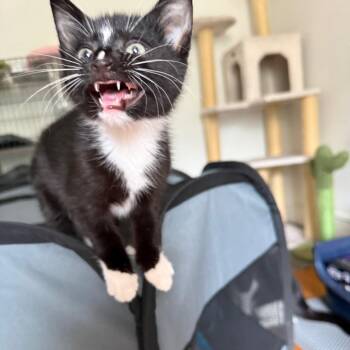 Skippy -  Domestic Short Hair Cat Available for Adoption - Skippy | PetCurious