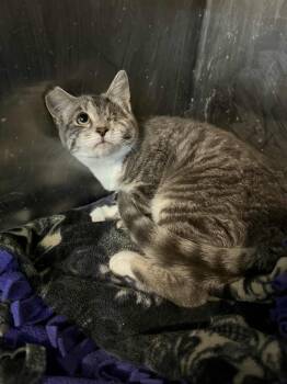 Rescue Tabby and Domestic Short Hair Cats for Adoption in Antioch, California - Zaira | PetCurious