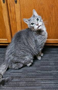 Rescue Domestic Medium Hair Cats for Adoption in Ypsilanti, Michigan - Nuno | PetCurious