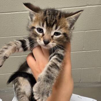 Tostito -  Domestic Short Hair Cat for Adoption in Bristol, Indiana - Tostito | PetCurious