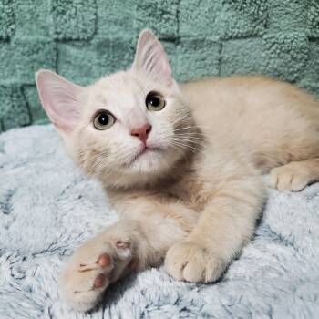 Indy -  Domestic Short Hair Cat for Adoption in Ottawa, Illinois - Indy | PetCurious