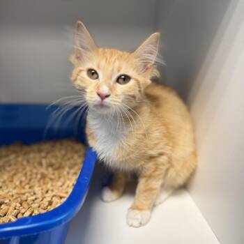 Domestic Short Hair Cats Available for Adoption - Toller | PetCurious