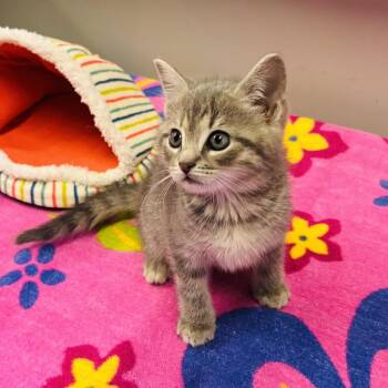 West -  Domestic Short Hair Cat Available for Adoption in Mocksville, North Carolina - West | PetCurious