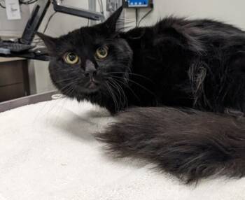 Rescue Domestic Long Hair and Domestic Short Hair Cats for Adoption in Cleveland, Ohio - Jelly | PetCurious