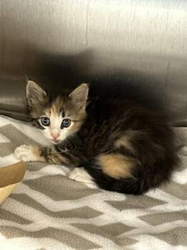 Astrid -  Domestic Short Hair Cat for Adoption in Mobile, Alabama - Astrid | PetCurious