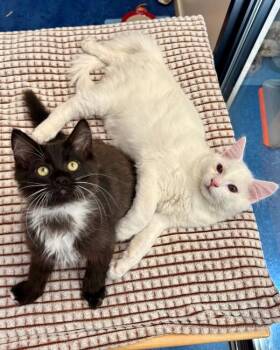 Cuz -  Domestic Medium Hair Cat for Adoption in Novato, California - Cuz | PetCurious