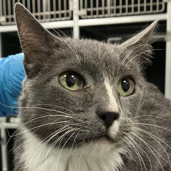 Moe -  Domestic Short Hair Cat for Adoption in Las Cruces, New Mexico - Moe | PetCurious