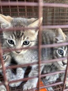 A657709 -  Domestic Short Hair Cat for Adoption in Houston, Texas - A657709 | PetCurious