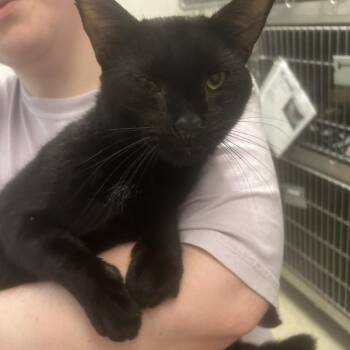 Free Hotdog -  Domestic Short Hair Cat for Adoption in Gloucester, Virginia - Free Hotdog | PetCurious
