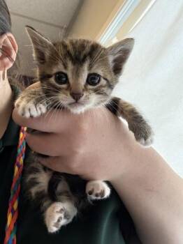 Domestic Short Hair Cats Available for Adoption in Salt Lake City, Utah - Biscotti* | PetCurious