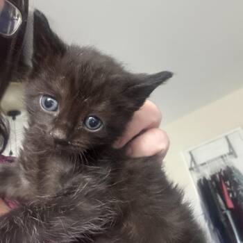 Fig -  Domestic Short Hair Cat for Adoption in Oceanside, New York - Fig | PetCurious