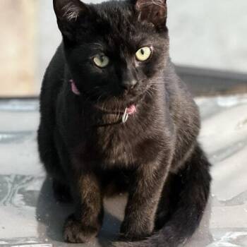 Tiny Tina -  Domestic Short Hair Cat for Adoption in Tampa, Florida - Tiny Tina | PetCurious
