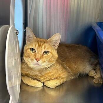 Zed -  Domestic Short Hair Cat for Adoption in Knoxville, Tennessee - Zed | PetCurious