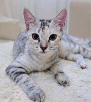 Cleopatra -  Egyptian Mau Cat for Adoption in Brampton, Ontario - Cleopatra | PetCurious