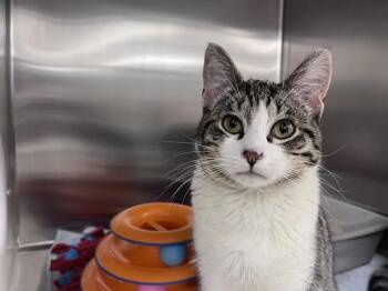 Domestic Short Hair Cats Available for Adoption in Kent, Washington - FLOWER | PetCurious