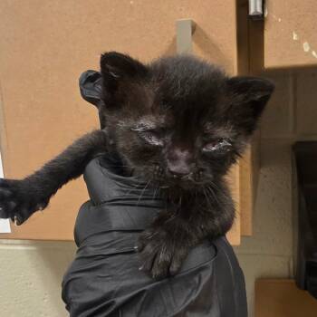 Hashbrown -  Domestic Short Hair Cat for Adoption in South Elgin, Illinois - Hashbrown | PetCurious