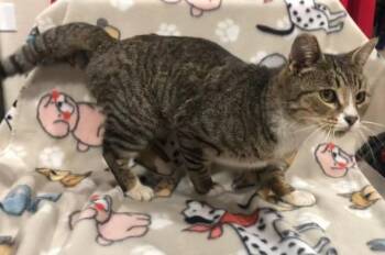 Rescue Domestic Short Hair Cats for Adoption in Vacaville, California - Margory | PetCurious