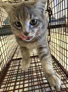 Domestic Short Hair Cats Available for Adoption - Harold | PetCurious