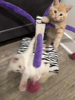 Reef (26-127 C) -  Domestic Short Hair Cat for Adoption in Lansing, Michigan - Reef (26-127 C) | PetCurious