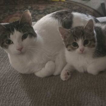 Rescue Domestic Short Hair Cats for Adoption in Glenfield, New York - (Spa)Ghetti | PetCurious