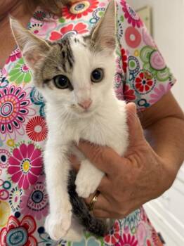 Opossum -  Domestic Short Hair Cat for Adoption in Vacaville, California - Opossum | PetCurious