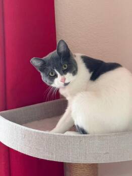 Tiny -  Domestic Short Hair Cat for Adoption in Lancaster, California - Tiny | PetCurious