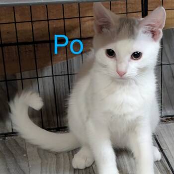 Rescue Domestic Short Hair Cats for Adoption in Carmel, Indiana - Po | PetCurious