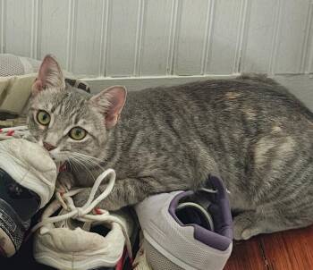Misty -  Domestic Short Hair Cat for Adoption in Farmington, Minnesota - Misty | PetCurious