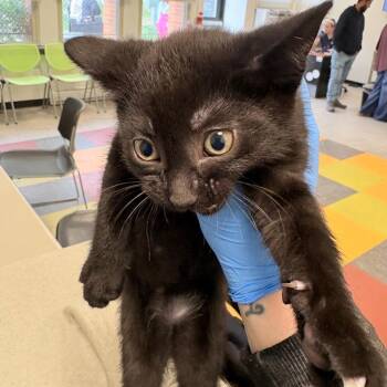 Domestic Short Hair Cats Available for Adoption in Philadelphia, Pennsylvania - Camp | PetCurious
