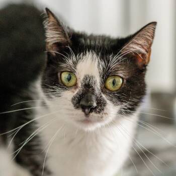 Domestic Short Hair Cats Available for Adoption in Hilton Head Island, South Carolina - Hermione | PetCurious
